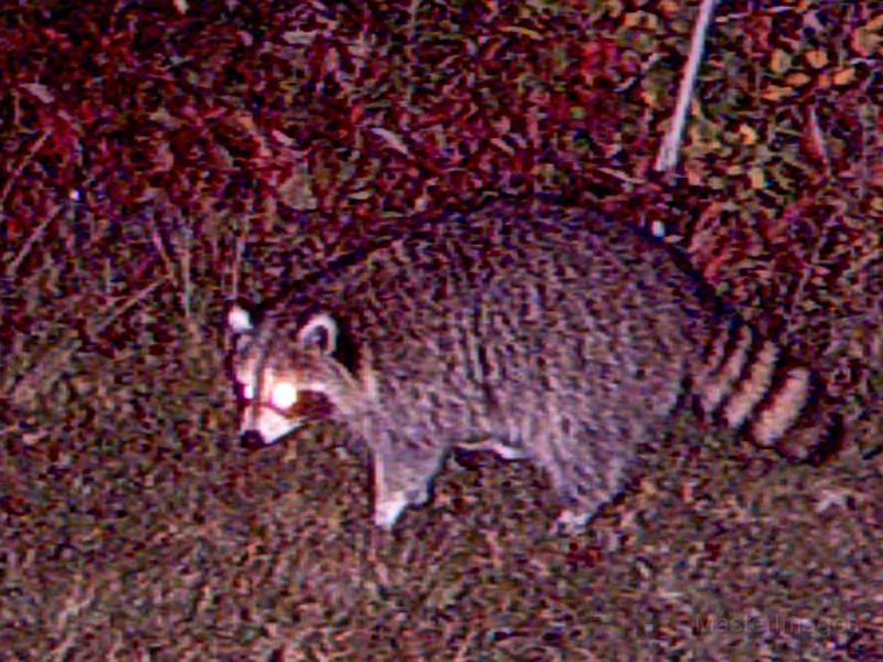 Raccoon092309_0323hrs.jpg - My beautiful picture